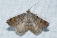 Macaria liturata
