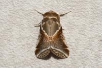 Habrosyne pyritoides
