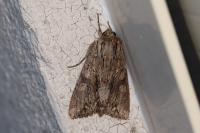 Apamea monoglypha monoglypha