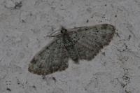 Pasiphila rectangulata