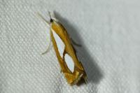 Catoptria pinella