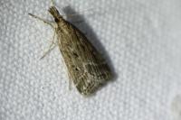 Eudonia pallida