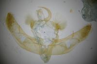 Hoplodrina octogenaria