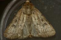 Hoplodrina octogenaria