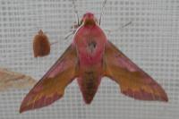 Deilephila porcellus