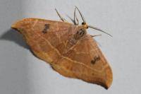 Watsonalla binaria