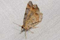 Macaria liturata