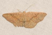 Cyclophora porata