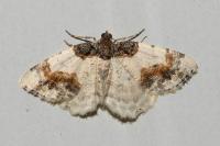 Ligdia adustata