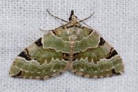 Colostygia pectinataria