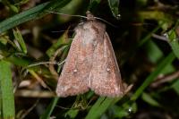Mythimna albipuncta