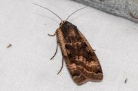 Noctua pronuba