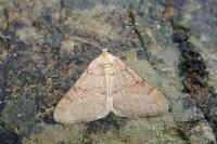 Isturgia miniosaria