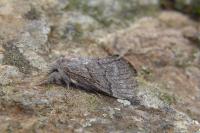 Trichiura castiliana