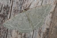 Pseudoterpna pruinata