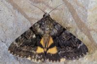 Catocala nymphagoga