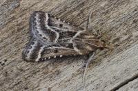 Stemmatophora borgialis