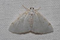 Lomographa bimaculata