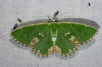 Comibaena bajularia