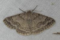 Pseudoterpna coronillaria