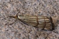 Chrysocrambus linetella