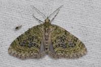 Acasis viretata