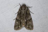 Acronicta rumicis