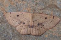 Cyclophora puppillaria