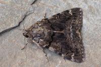 Catocala nymphagoga