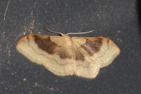 Idaea degeneraria