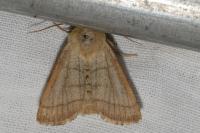 Charanyca trigrammica