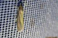 Oncocera semirubella