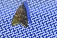 Loxostege sticticalis