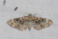 Eupithecia linariata/pulchellata/pyreneata