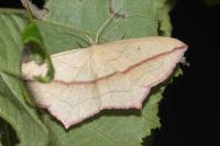 Timandra comae