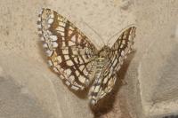 Chiasmia clathrata