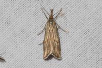 Chrysocrambus linetella