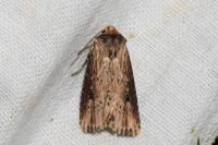 Axylia putris