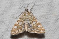 Elophila nymphaeata