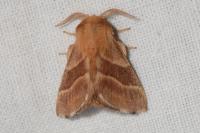 Malacosoma neustria