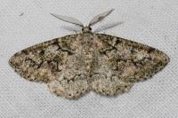Cleorodes lichenaria