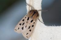 Chelis maculosa