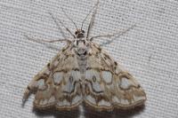 Elophila nymphaeata