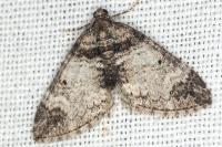 Perizoma juracolaria juracolaria