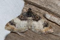Catarhoe cuculata