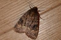 Amphipyra berbera svenssoni
