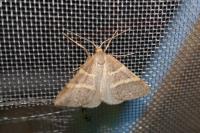 Perigune narbonea