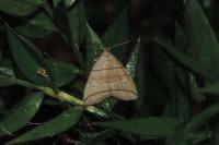 Herminia grisealis