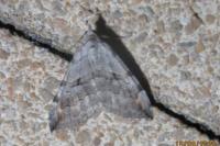Aplocera efformata/plagiata