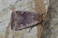 Conistra erythrocephala